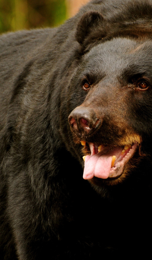 медведь Грызли