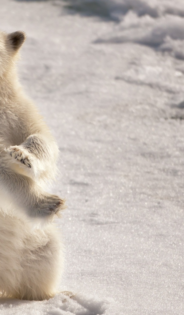 Белый медвежонок