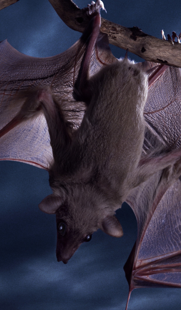Летучая мышь