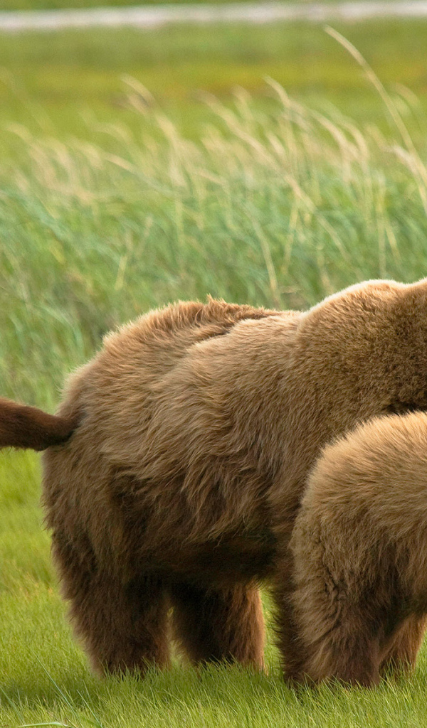 Медведь и медвежата
