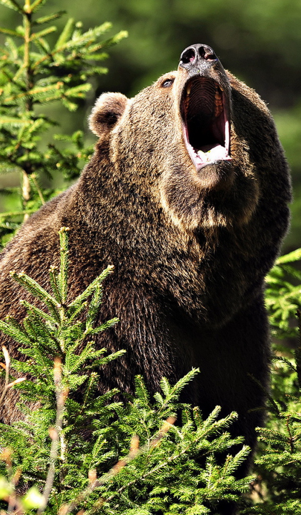 Медведь Гризли