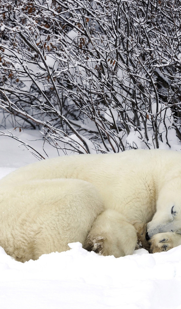 Мишка в снегу