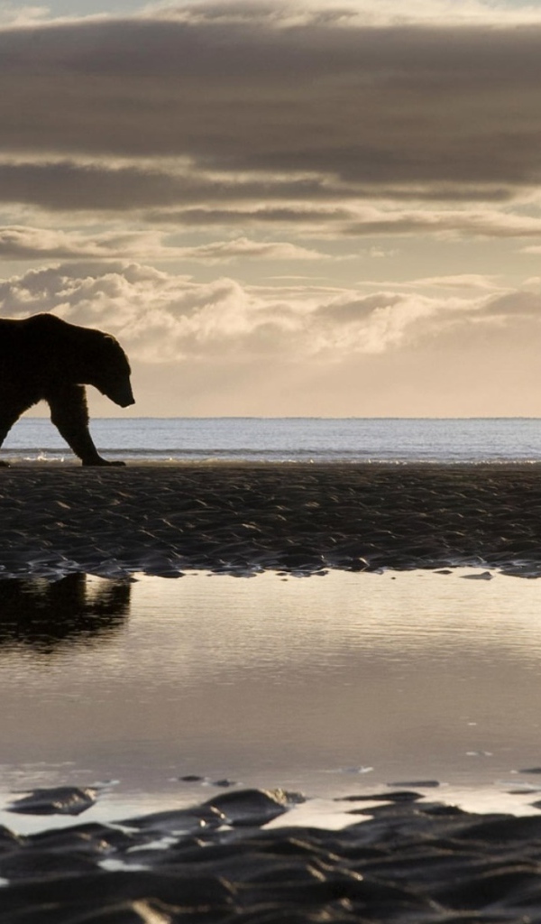 Медведь на берегу
