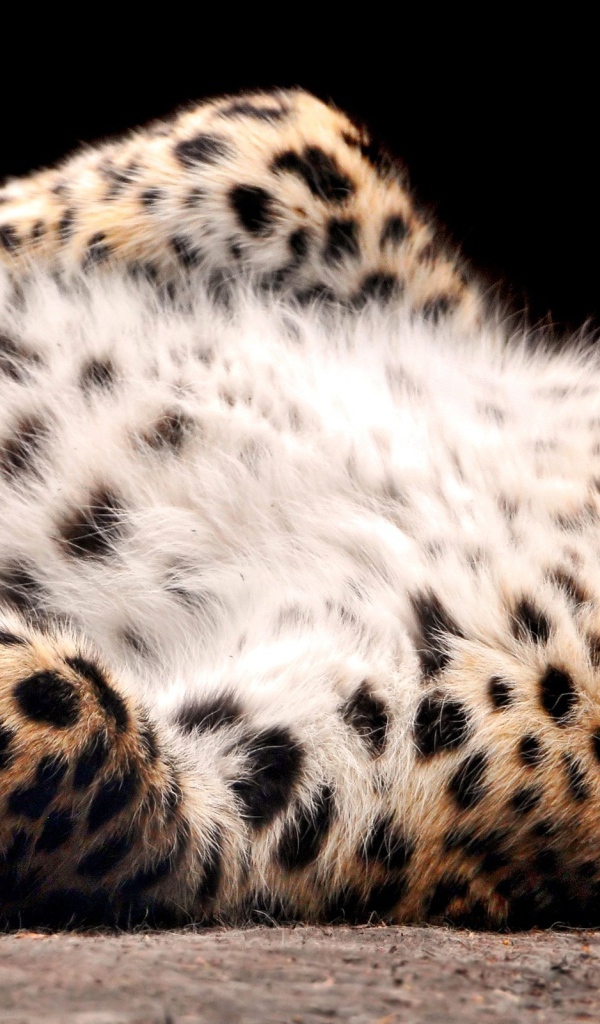 Большая кошка