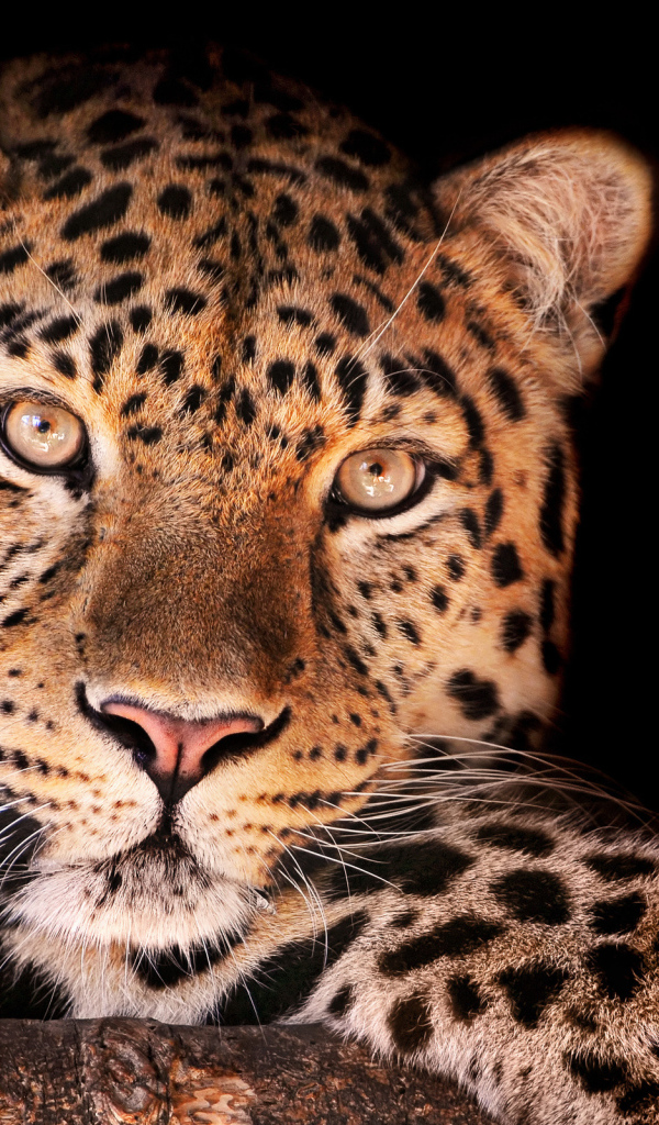 Завораживающий взгляд леопарда