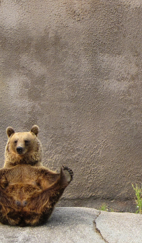 Бурый медведь