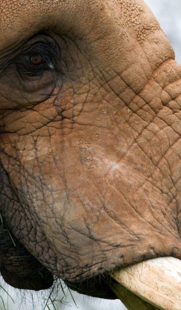 Жующий слон