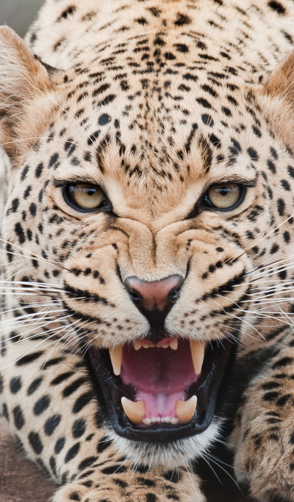 Огрызающийся леопард