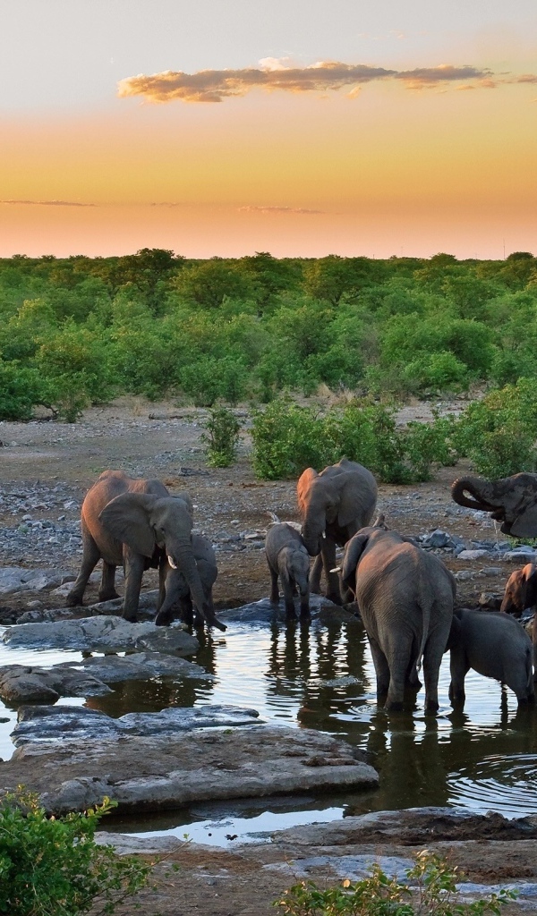 Слоны на водопое
