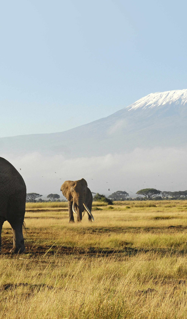 Слоны гуляют