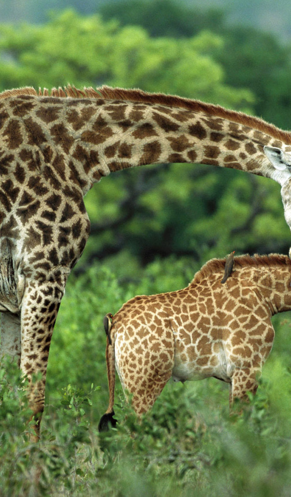 Семейство жирафа