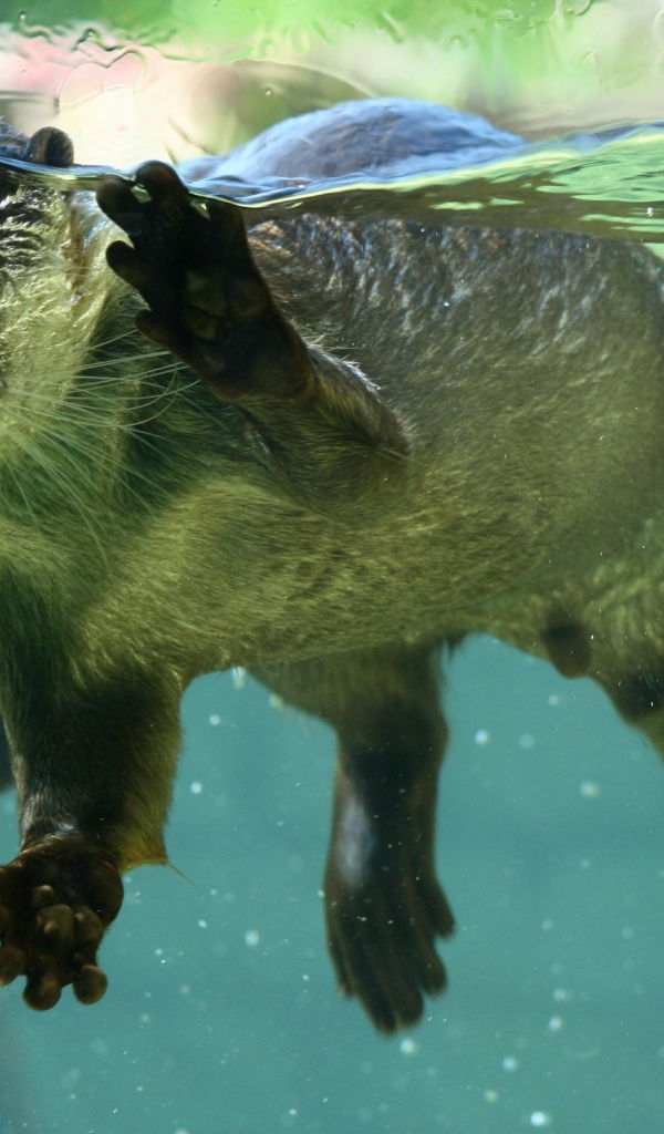 Плавающие выдры