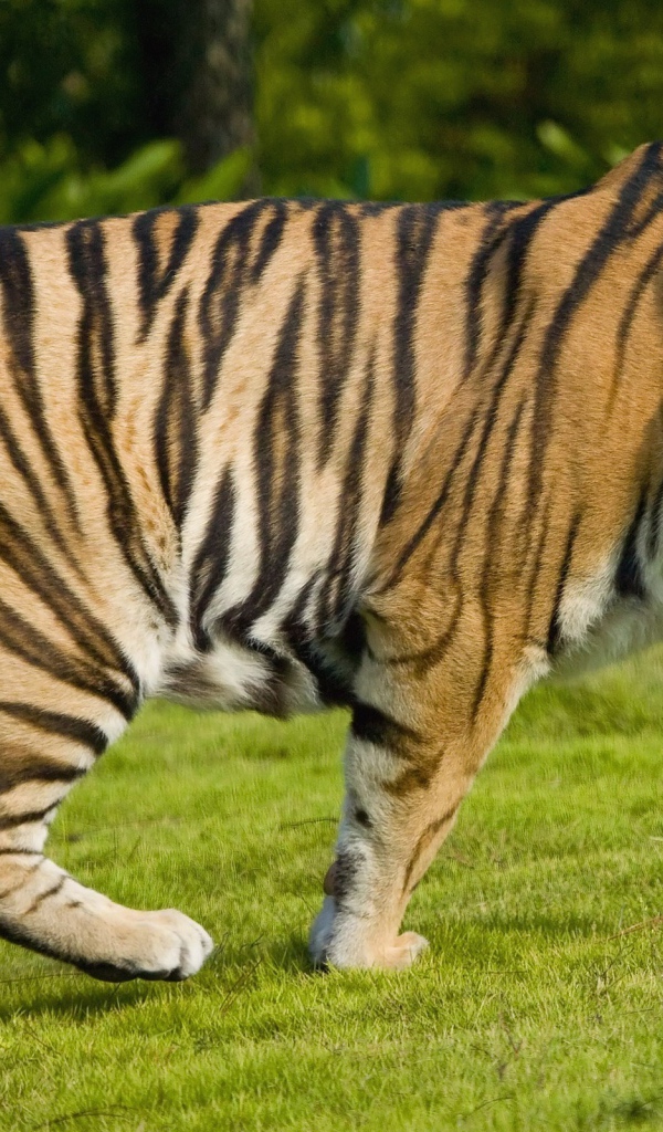 Разговорчивый тигр