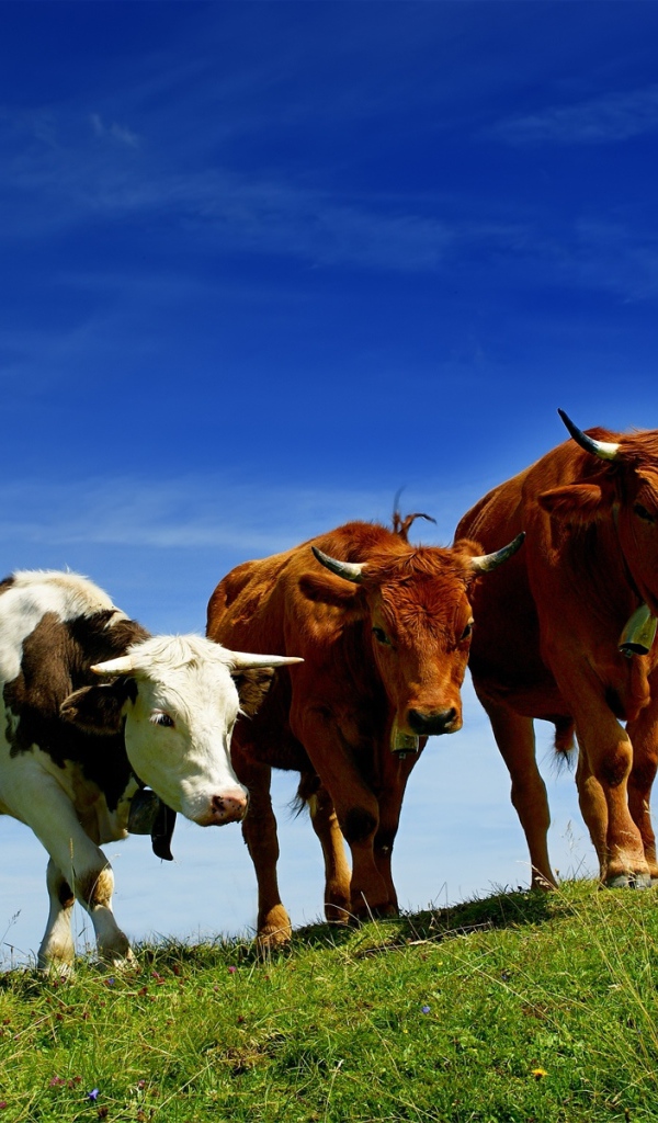 Бычки на прогулке