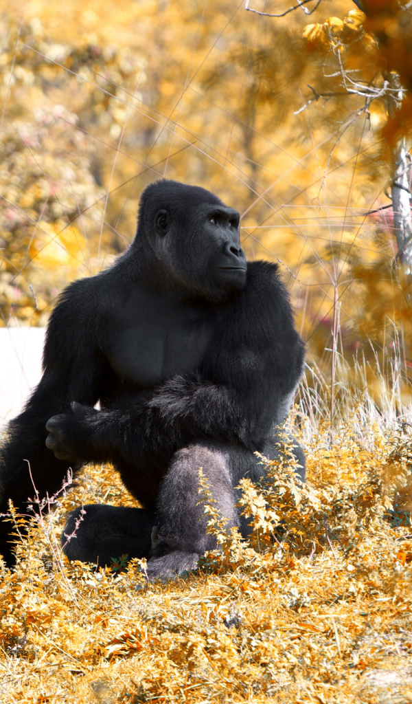 Горилла осенью