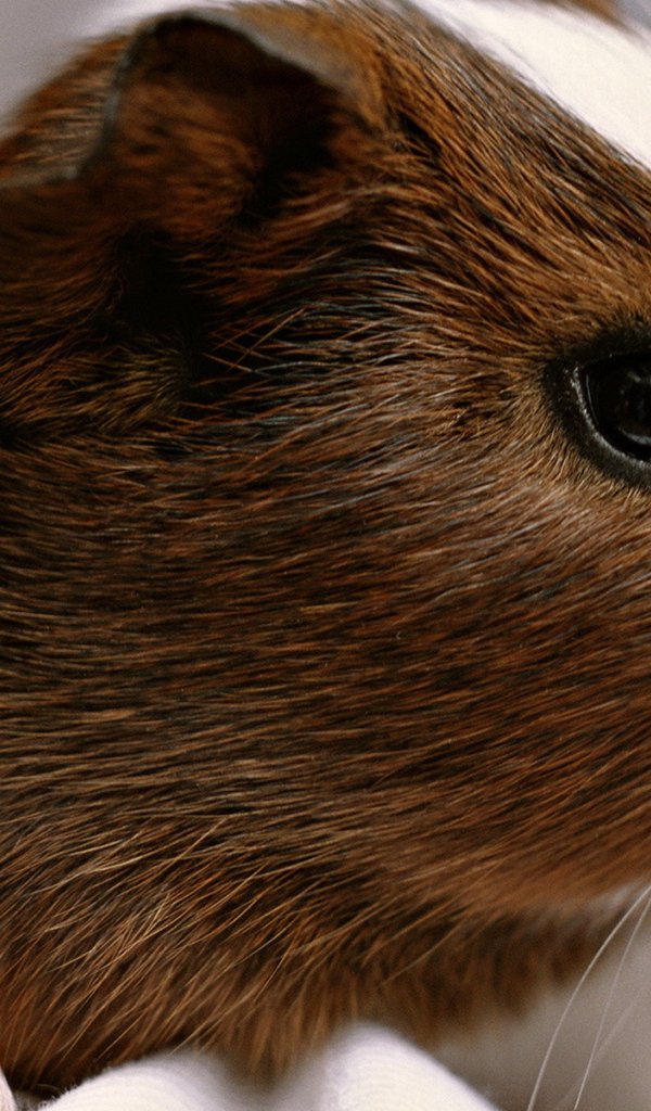 Морская свинка