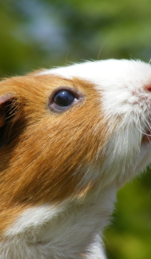 Морская свинка и одуванчик