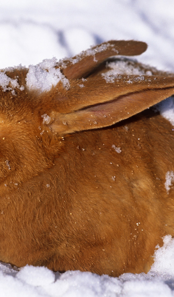 Зайчик в снегу