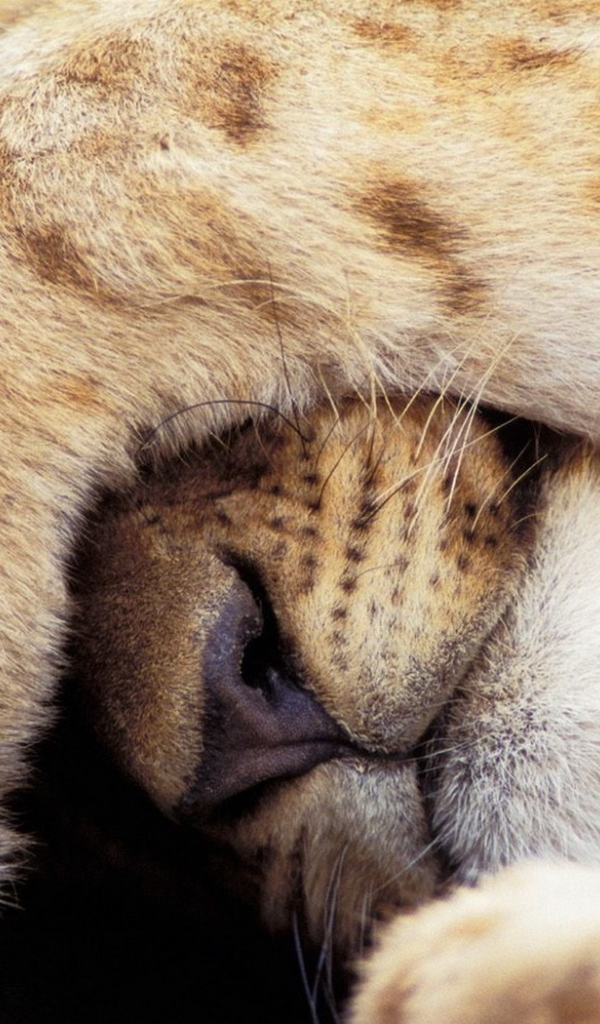 Прикрывшийся лев