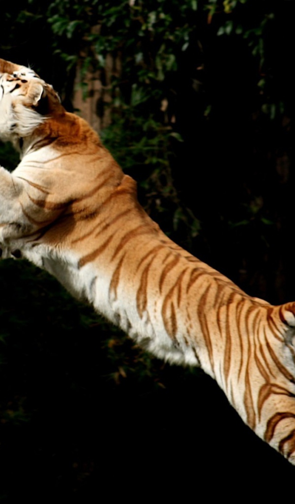 Прыжок за добычей