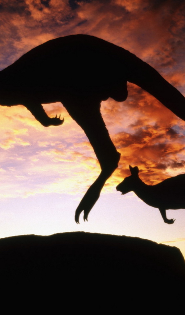 Кенгуру на закате