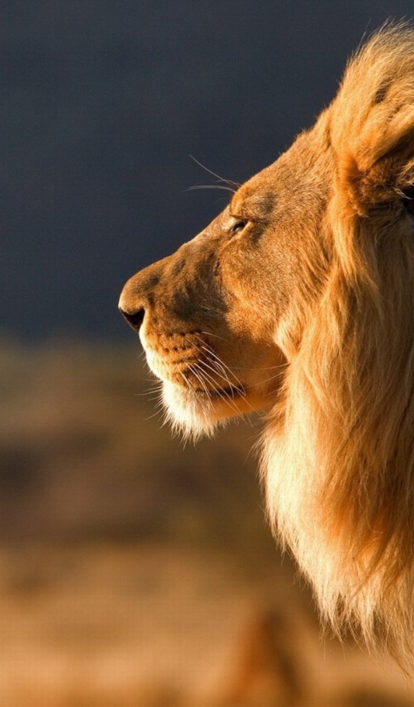 Царь зверей