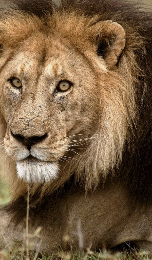 Царь зверей