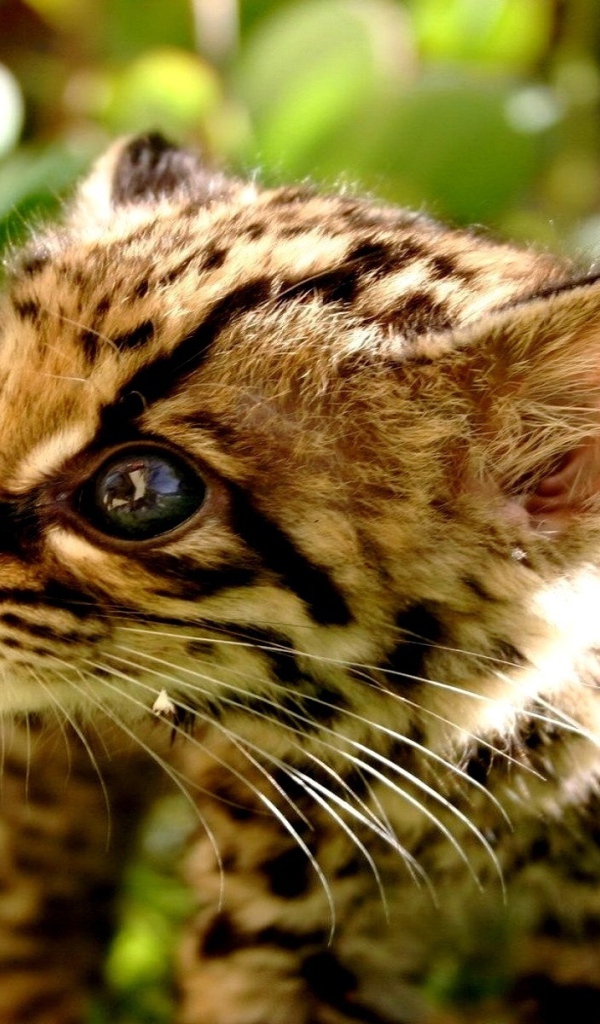 котенок Гепарда