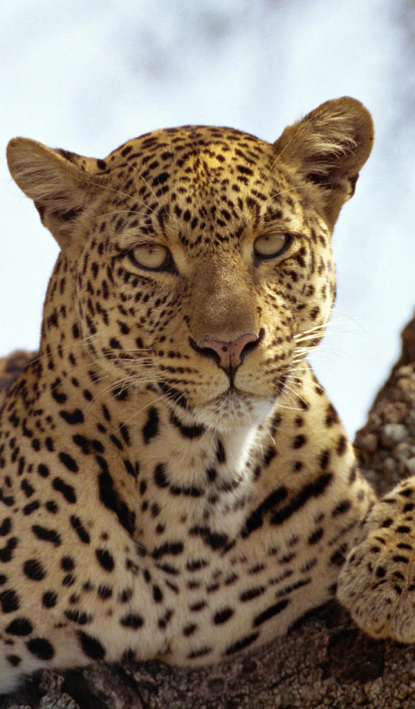 Леопард на дереве