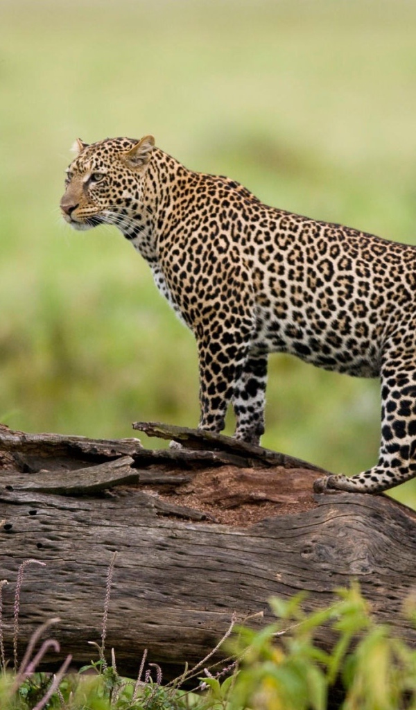 Леопард на бревне
