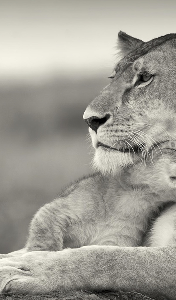 Львиная ласка