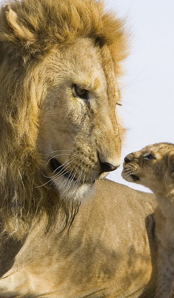 Лев и львенок