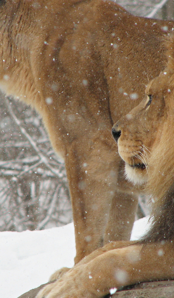 Лев и львица