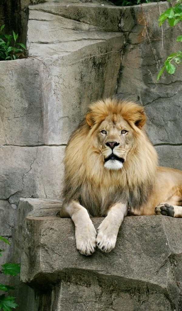 Лев на камнях