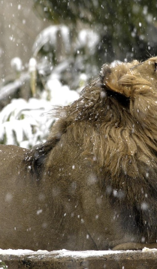 Лев под снегом