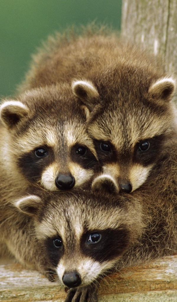 Маленькие еноты