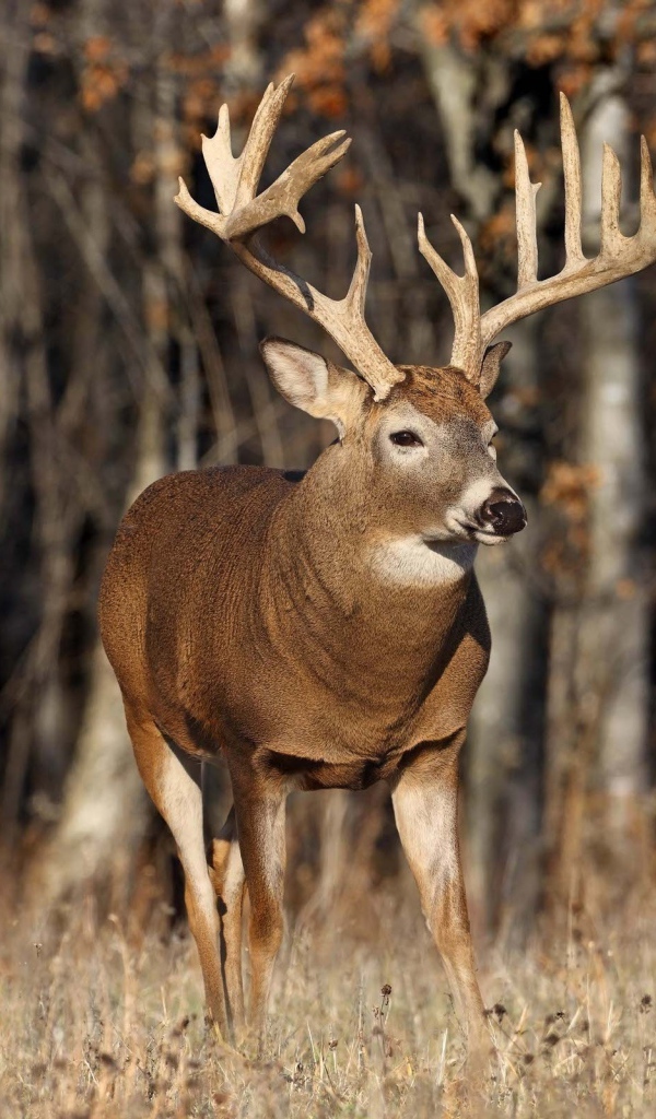 Одинокий олень