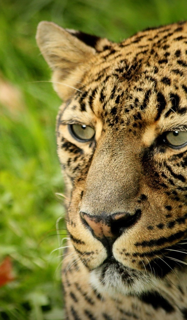 Взгляд леопарда