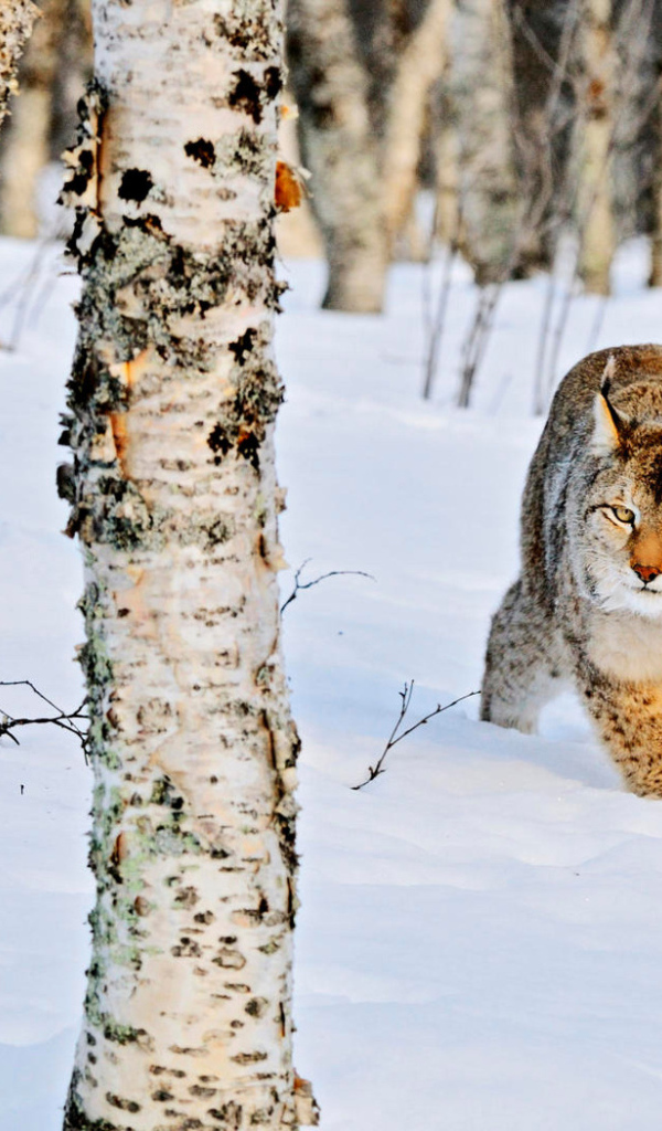 Рысь в роще