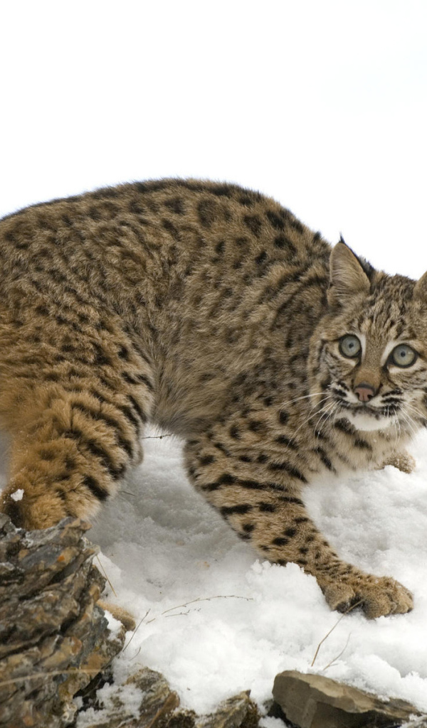 Рысь на снегу