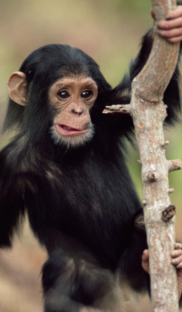Обезьянка малыш