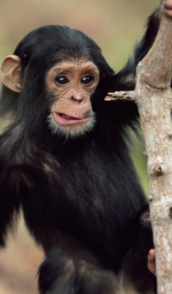 Обезьянка на дереве