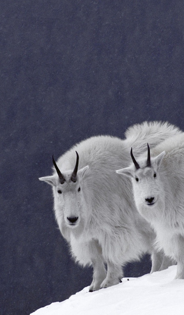 Горные бараны