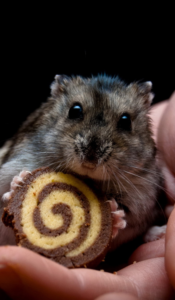 Мышонок и рулет