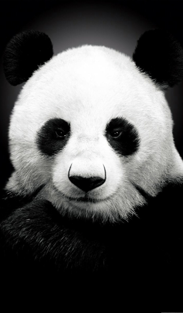 Панда