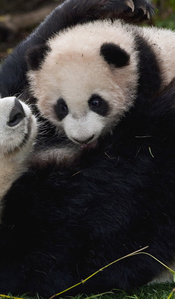 Панда и малыш