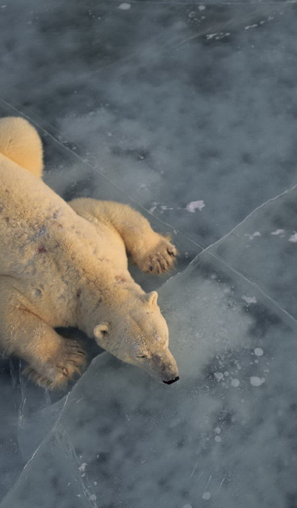 Белый медведь на льду