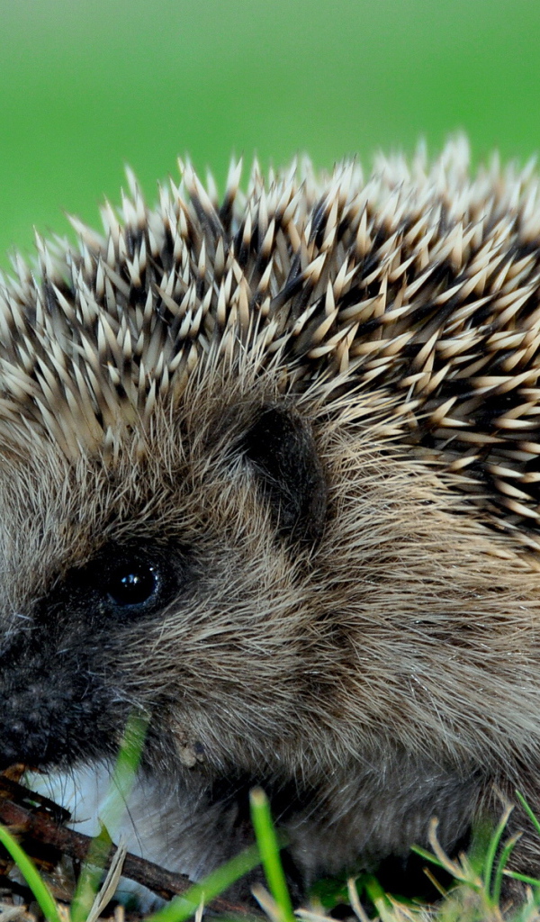 Колючий еж