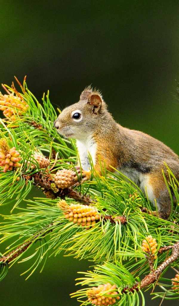 Белка и шишки