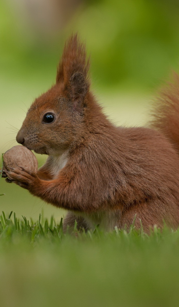 Белка и орешек